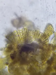 Meridion circulare thumbnail 4