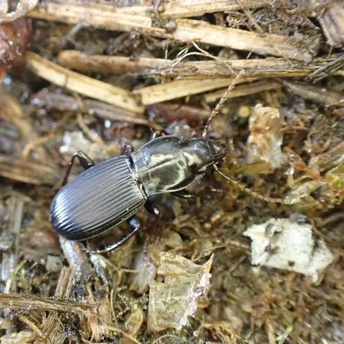 Pterostichus algidus