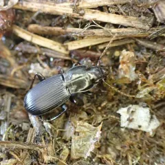 Pterostichus algidus thumbnail 1