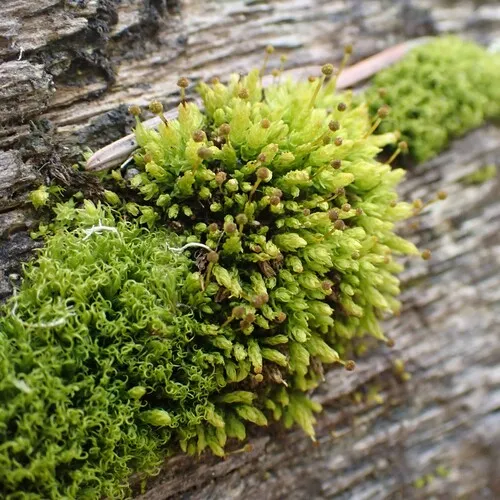 Bud-headed Groove-moss