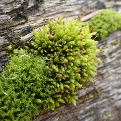 Bud-headed Groove-moss thumbnail 1