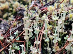 Slender Ladder Lichen thumbnail 3