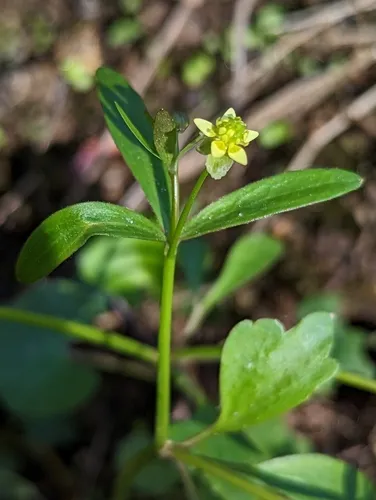 small-flowered buttercup