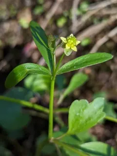 small-flowered buttercup thumbnail 1