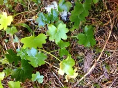 Newcombe's Groundsel thumbnail 2