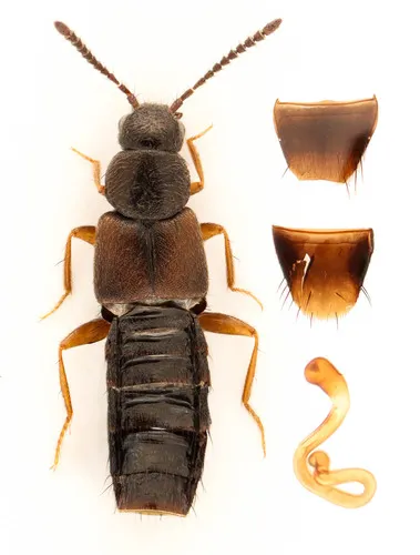 Atheta prudhoensis