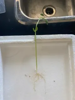 Common Bean thumbnail 4