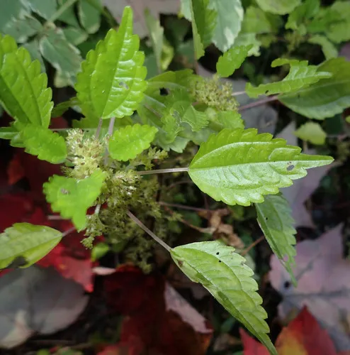 springs clearweed
