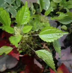 springs clearweed thumbnail 1