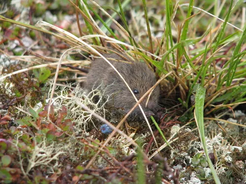 Northern Bog Lemming