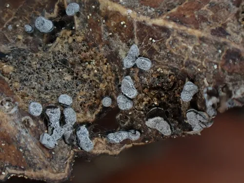 Didymium anellus