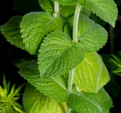 Apple Mint thumbnail 3