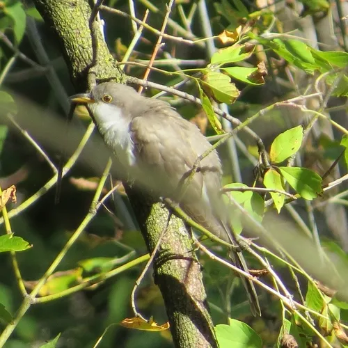 Yellow-billed Cuckoo
