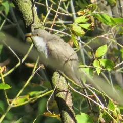 Yellow-billed Cuckoo thumbnail 1