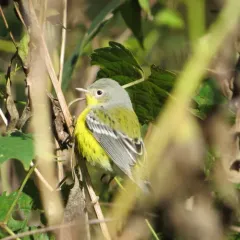 Magnolia Warbler thumbnail 3