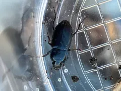 Anisodactylus harrisii thumbnail 2