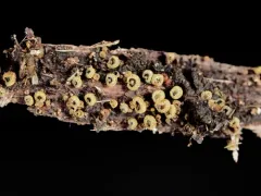 Neodasyscypha cerina thumbnail 3