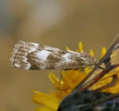 Catoptria maculalis thumbnail 3