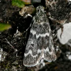 Orenaia arcticalis thumbnail 3