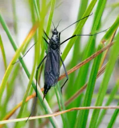 Nephrotoma altissima thumbnail 3