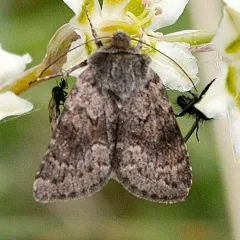 Lasionycta impingens thumbnail 2