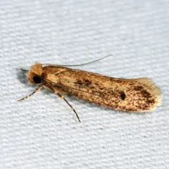 Tinea carnariella thumbnail 2