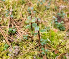 Huckleberry Broom Rust Fungus thumbnail 3