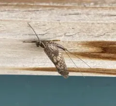 western March brown thumbnail 2