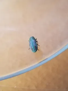 Flatheaded Cone Borer thumbnail 4