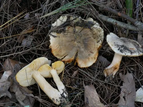 Tricholoma insigne