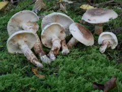 Tricholoma dulciolens thumbnail 1