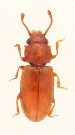 Foreign grain beetle thumbnail 2