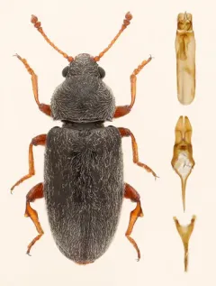 Telmatophilus americanus thumbnail 2