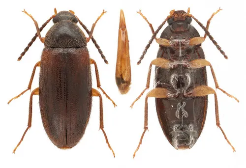 Hymenorus niger