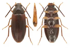 Hymenorus niger thumbnail 1