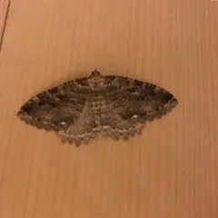 Tissue Moth thumbnail 2