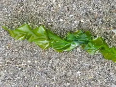 sea spiral thumbnail 2