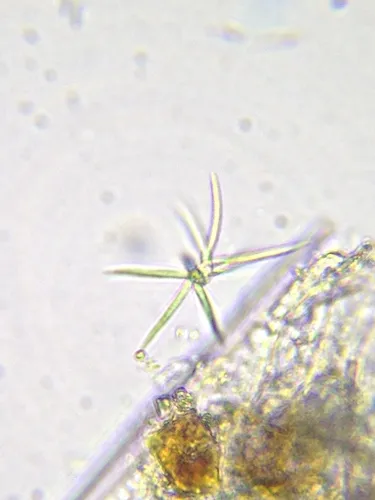 Ankistrodesmus spiralis