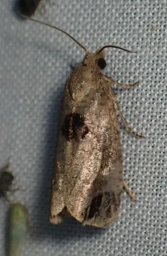 Epiblema tandana