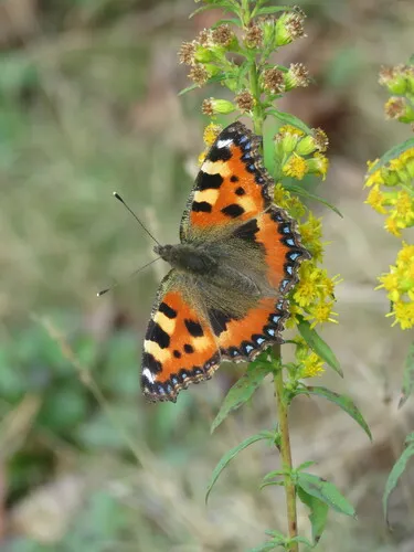 Small Tortoiseshell