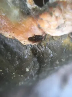 Dried Fruit Beetle thumbnail 4