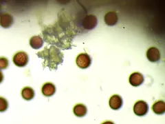 Didymium dubium thumbnail 2