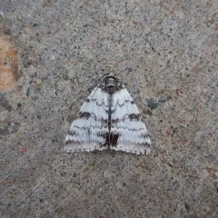 White Underwing thumbnail 4