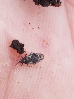 Physatocheila variegata thumbnail 2
