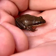Western Chorus Frog thumbnail 1