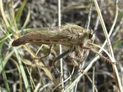 Scleropogon picticornis thumbnail 2