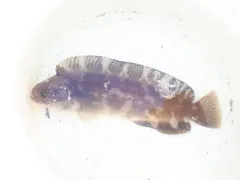 Prowfish thumbnail 2