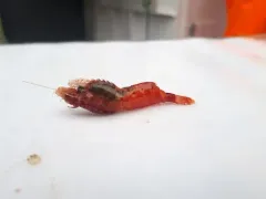 Rathbun Blade Shrimp thumbnail 2