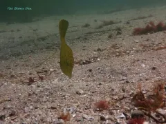 Dotterel Filefish thumbnail 2
