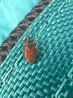 Pinecone Bug thumbnail 3